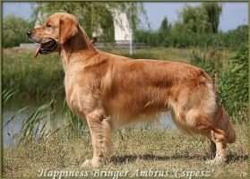 Happiness Bringer Ambrus
