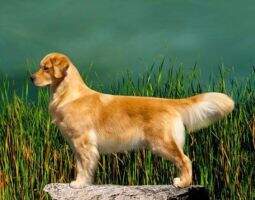 Zengold's Furst Mate