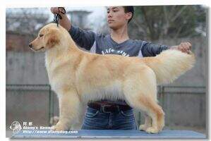 Radi Feifei of Alang Kennel