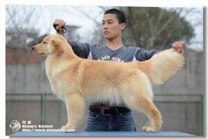 Raegge Anjila of Alang Kennel