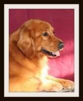 Golden Ginger's We Don'T Say Goodbye Golden Ginger's We Don'T Say Goodbye