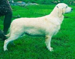Sunnyfields Goldens Gift To Sivanandiny