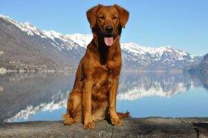 Dana LUMI's Golden