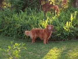 Southern Princess Brandy Southern Princess Brandy