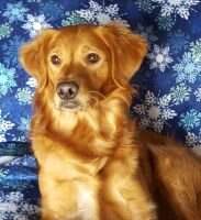 RedMark's Lady Abigail of Remington RI TKA