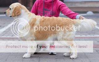 By Breed BY Grand BY Ch BY Ch Breed BY Grand Ch BY Thevenet Sky Pride