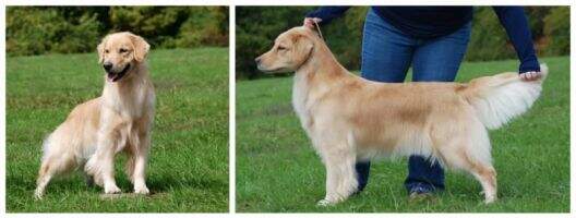 UKC CH Abalee's Bea-Dazzled UKC CH Abalee's Bea-Dazzled