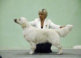 Ch Ch Eurasia Ch Club Ch Rus ChRKF Lambrusko Emilia iz Doma Domeni