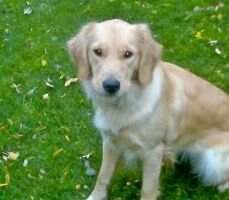 Starr's Legally Blond BN RA