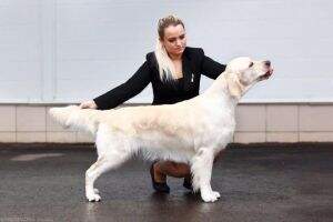 RUS/RKF/NAT. RETRIEVER CLUB CH Galaxy Energy de la Cite des Etangs