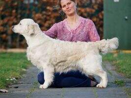 Vet Ch. Golden Rose-Bay's Jattefin