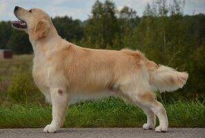 LT LT CH Linksmasis Gongas Basteta FT duck 1st prize Retrievers Qualifying Test