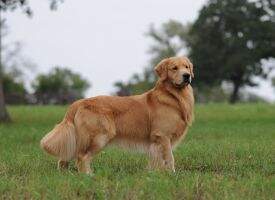 GCHB CH Scion Thank God I'm A Country Boy