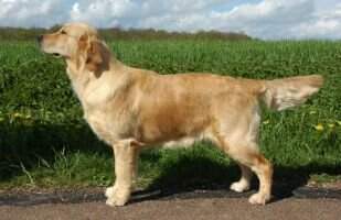 Rayleas Ginger Nut