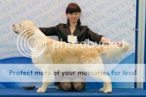 RUS/ CH RUS/ CH Club Arkandorus Real Jack-Pot