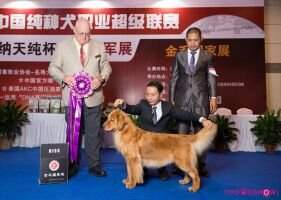 PRC-CH & CH.CN Tinyipets' Wise Aquamarine