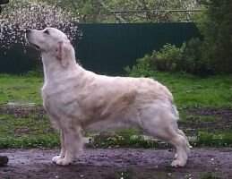 Malet Park Wales Princess