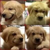 Logan ceara golden