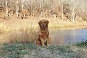 RACH Maywood's First Star In The Sky GN BN RAE3 RM3 TKA CCA SERVICE DOG