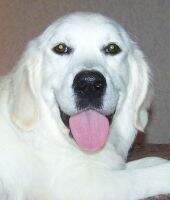 UCI Jr Nat'l & Int'l Ch Promise Keeper Of Witness Goldens