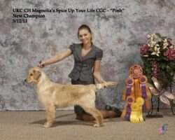 Natl UKC CH Magnolia's Spice Up Your Life CGCA CGCU