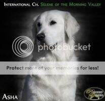 IABCA Int'l CH Selene of the Morning Valley