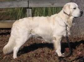 Ch, Nat Ch Silver Star's Precious Mettle