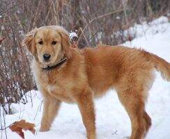 Sunfire's Lovely Lulu