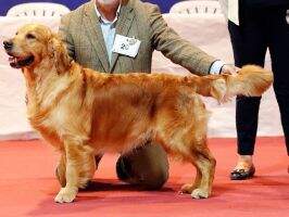 Port.CH. Swiss. Ch. Intern. Ch. Spain. Vet Ch. Heart Of Gold du Bois de la Rayere