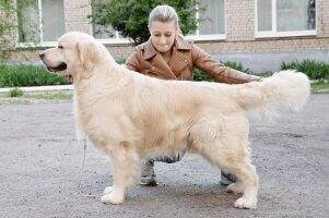 INTER CH ChUA/GEO/MOL/BES GrChGEO EVIDOG QUEBEK / Evidog Quebec JCh.Ua JGrChUa FT-Duck III