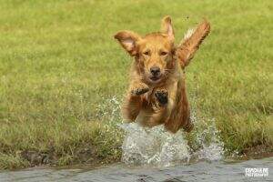 Rippling Run Old Oak Ready Set Go MH32 CCA