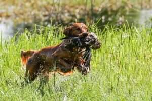 Sugar River Yukon's Golden Fox