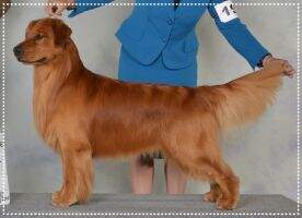 MBPIS CanGCH AKC CH Ambertru's Anticipate the Rush