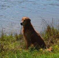 Mioaks Atticus NUCS Champion UFTA Champion NUCS Hall of Fame