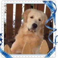 Elvis Sweet Friend Elvis Sweet Friend
