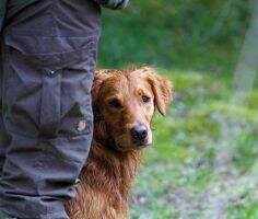 Gundog's Choice Disney