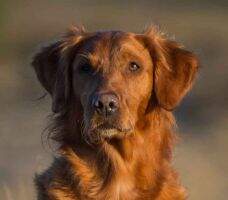 Gundog's Choice Dynasty Gundog's Choice Dynasty