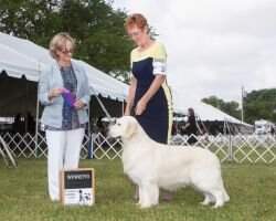 CH/Can Goldensglen First Prize