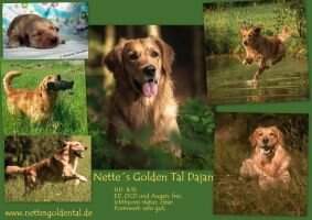 Nette's Golden Tal Dajan