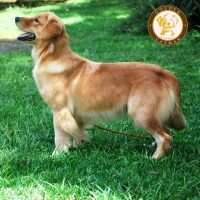 Chasse D. Aline Chasse D. Aline