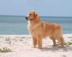 Mex Maximus latin Sir Thomas