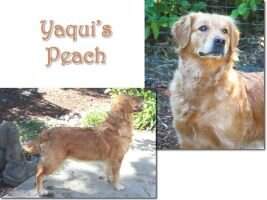 Yaqui's Peach