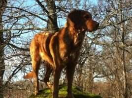 Sorgoldens Nonstop Hera