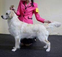 Int'l CH Sunnyfield's Goldens Lady Gaga CGCU CGCA