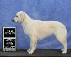 UCI Nat CH UCI Nat JR CH UCI & Nat.Baby CH Sunnyfields Goldens Escada