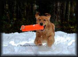 Pacificgold's Raining Cats N Dogs
