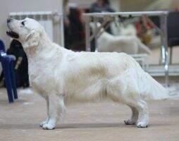 J RUS CH RUS GRAND RKF 3 CW Gold Beuty Teiya Silver Selen J RUS CH RUS GRAND RKF 3 CW Gold Beuty Teiya Silver Selen