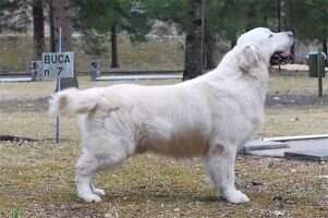Hr.Ch. Maciarot Golden Emperor