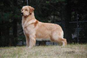 CH. MEX GOLDEN SUNSET'S GILIAN NICOLE CH. MEX GOLDEN SUNSET'S GILIAN NICOLE