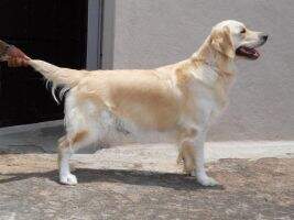 Sheka (2009/030852)